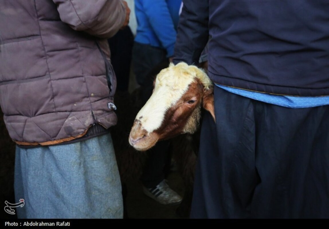 بازار فروش دام در آستانه عید قربان