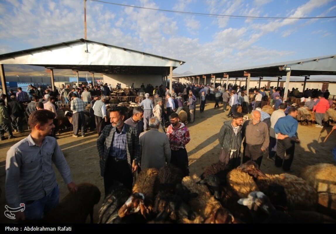 بازار فروش دام در آستانه عید قربان