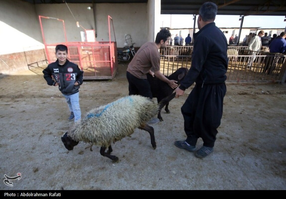 بازار فروش دام در آستانه عید قربان