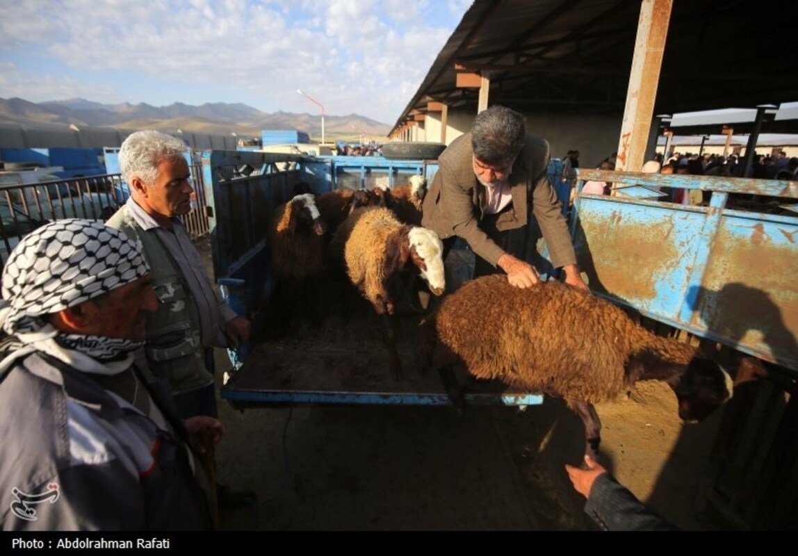 بازار فروش دام در آستانه عید قربان