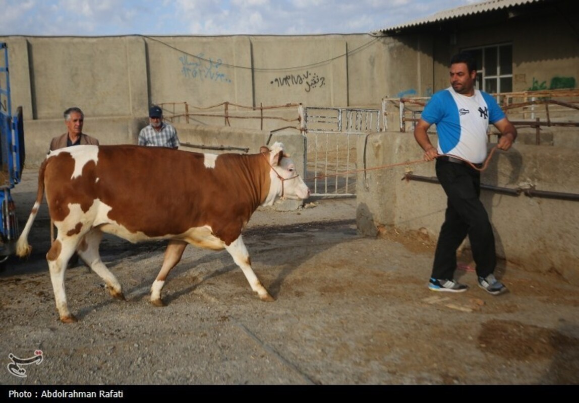 بازار فروش دام در آستانه عید قربان