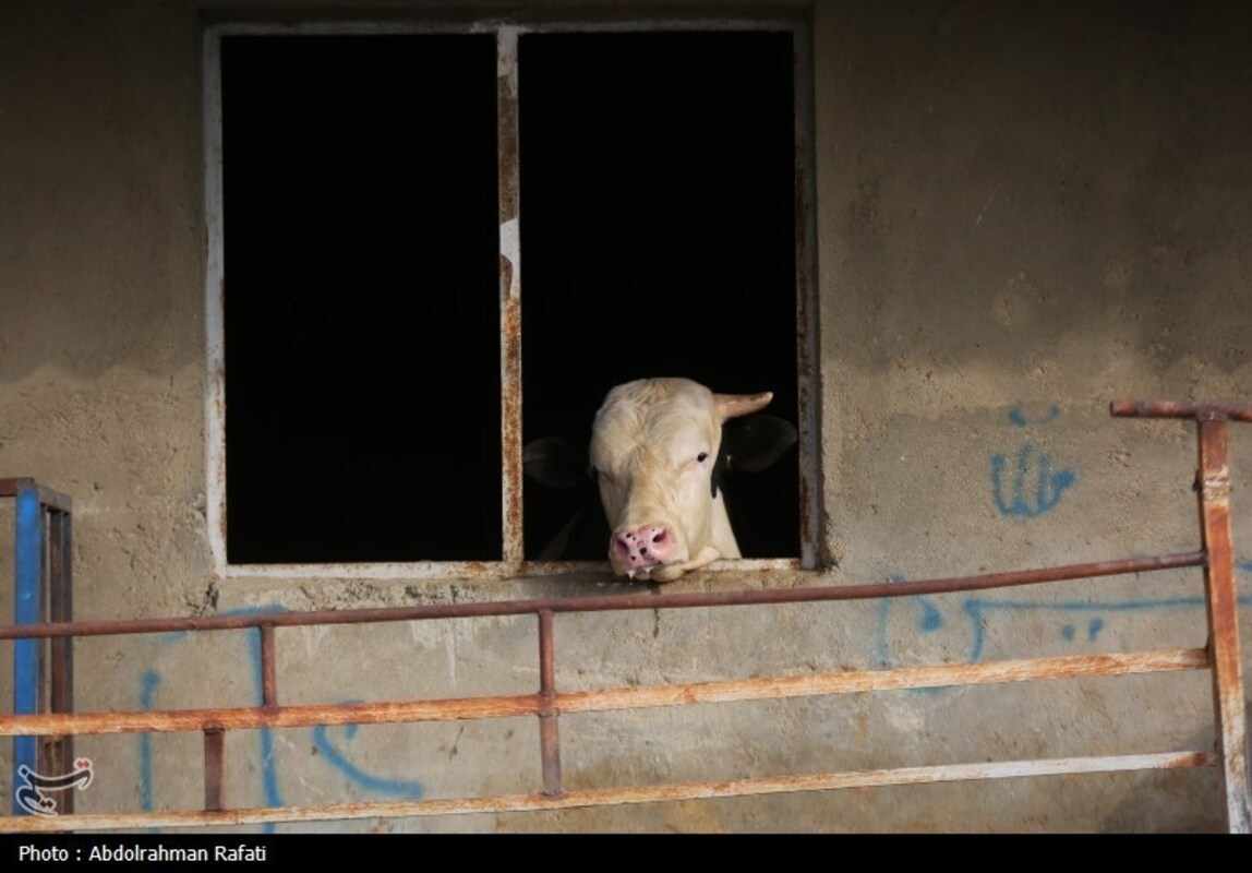 بازار فروش دام در آستانه عید قربان