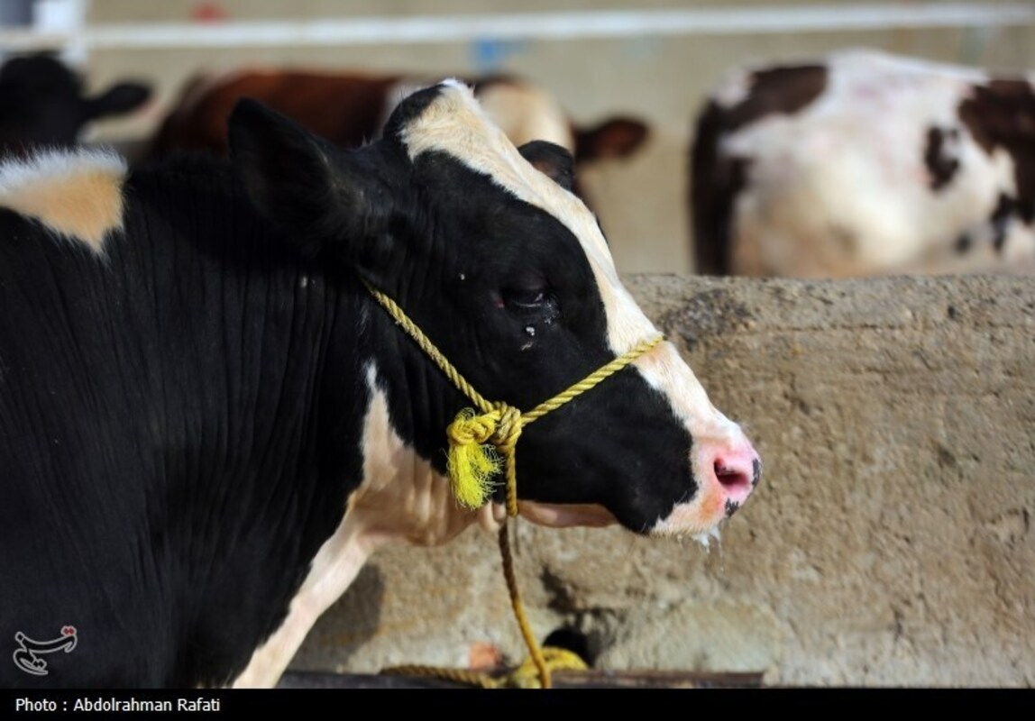 بازار فروش دام در آستانه عید قربان