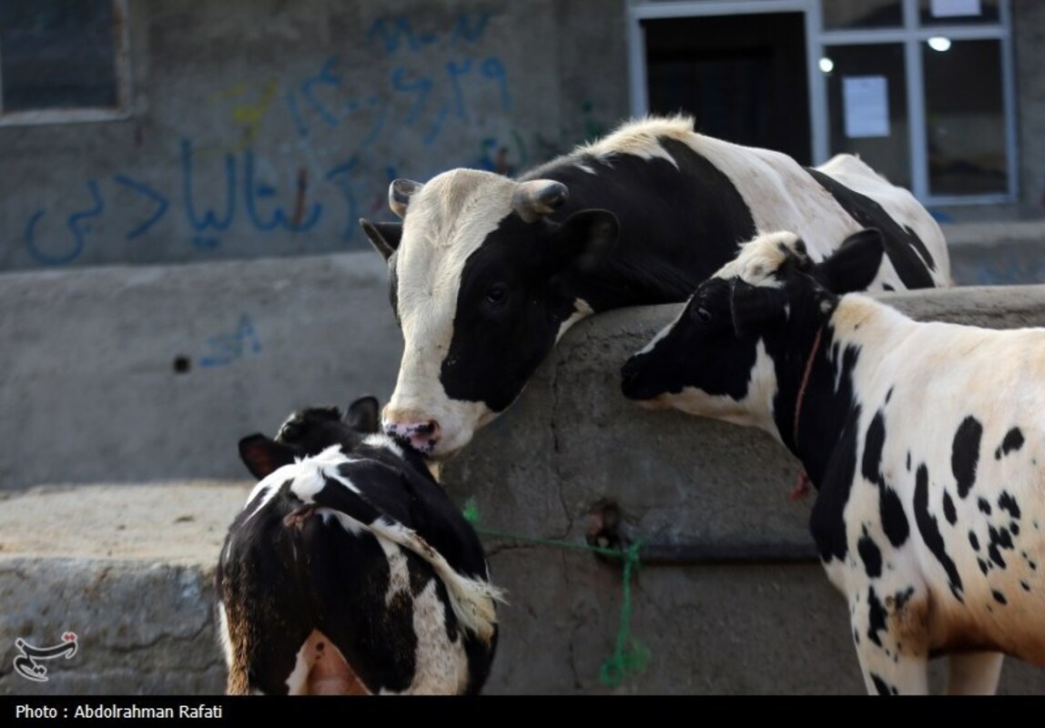 بازار فروش دام در آستانه عید قربان