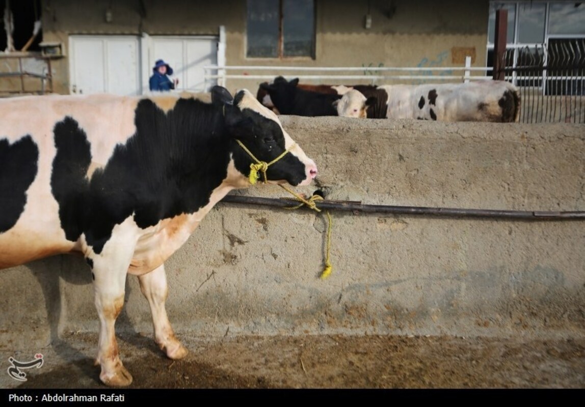 بازار فروش دام در آستانه عید قربان
