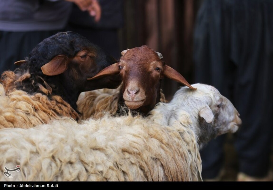 بازار فروش دام در آستانه عید قربان