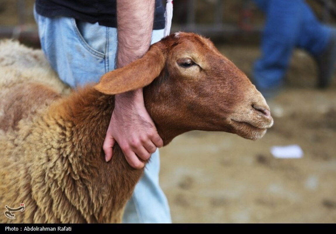 بازار فروش دام در آستانه عید قربان