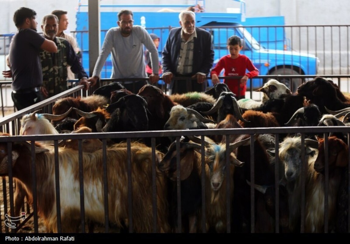 بازار فروش دام در آستانه عید قربان
