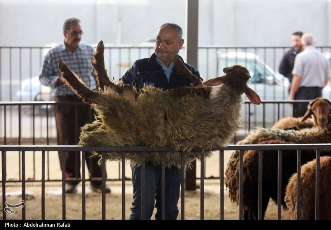 بازار فروش دام در آستانه عید قربان