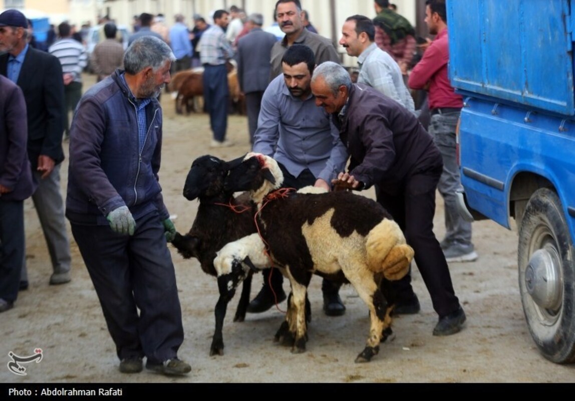 بازار فروش دام در آستانه عید قربان