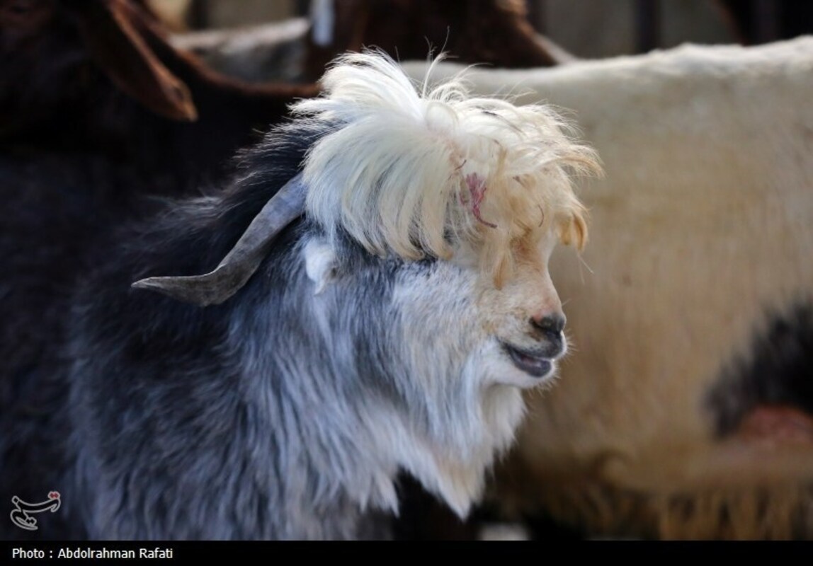 بازار فروش دام در آستانه عید قربان
