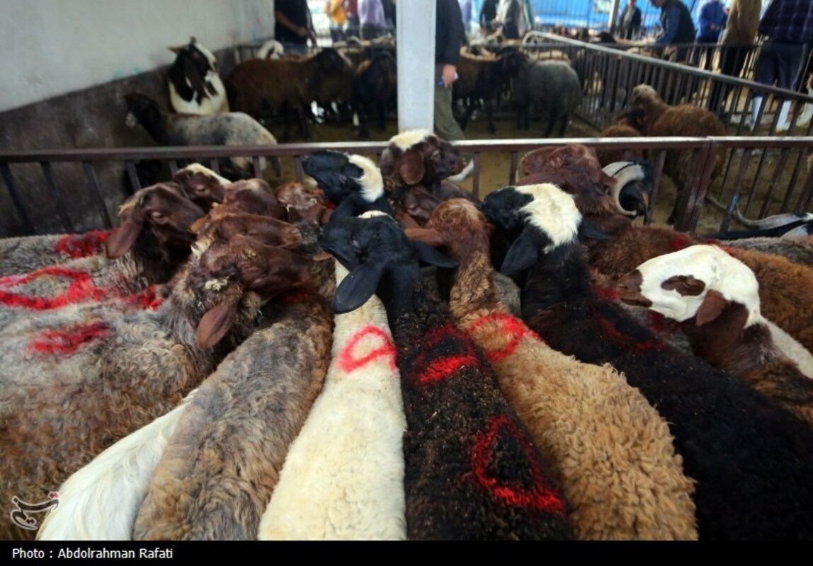 بازار فروش دام در آستانه عید قربان