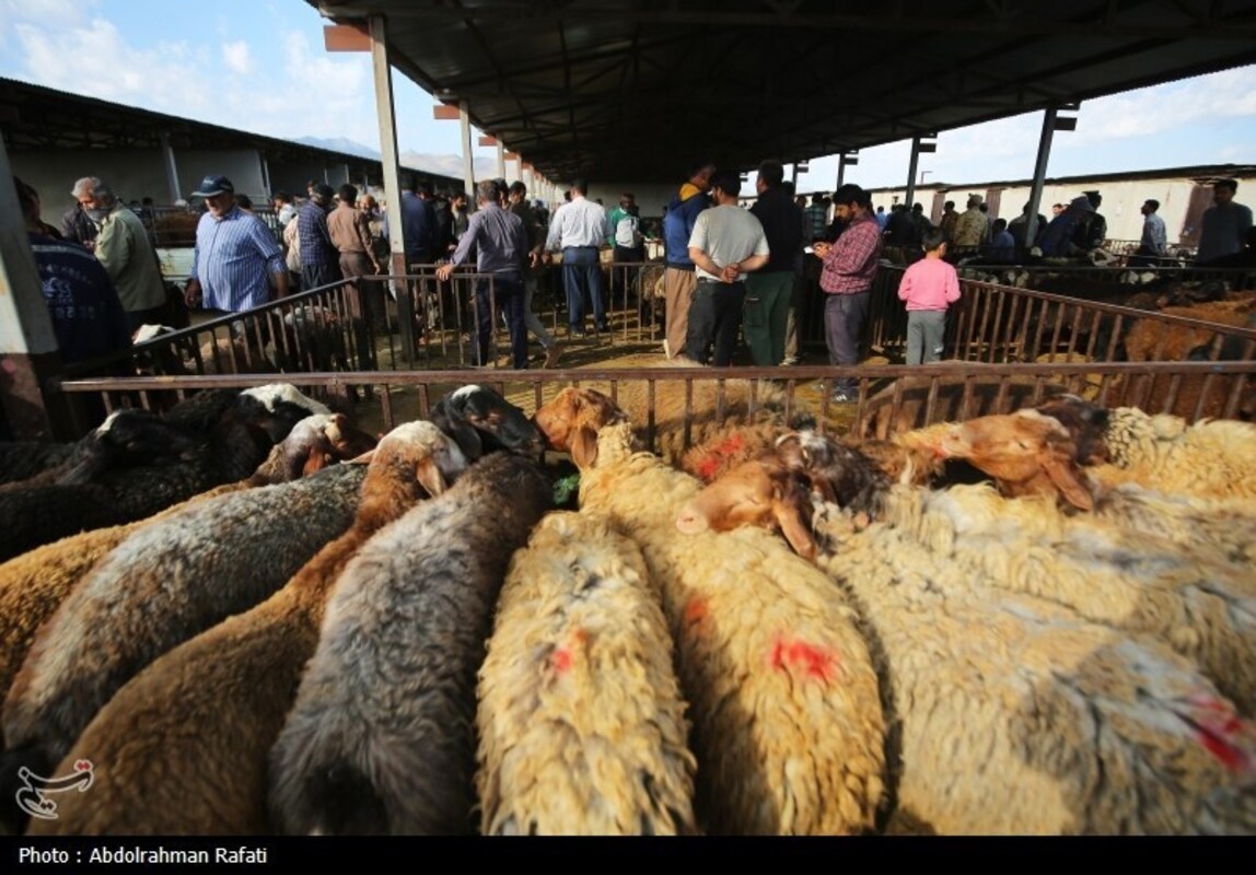 بازار فروش دام در آستانه عید قربان