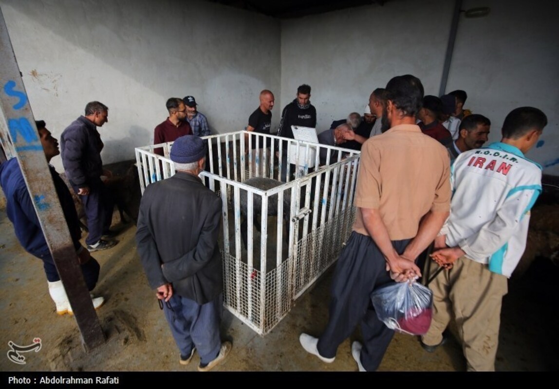 بازار فروش دام در آستانه عید قربان