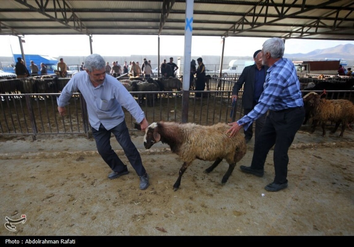 بازار فروش دام در آستانه عید قربان