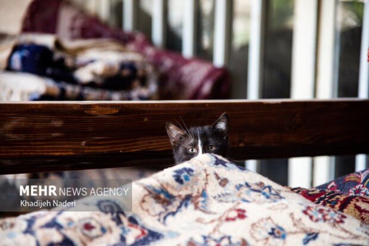 بازار فرش اصفهان