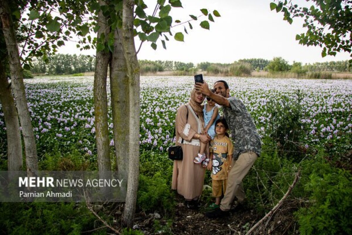 تالاب سنبل آبی بابل