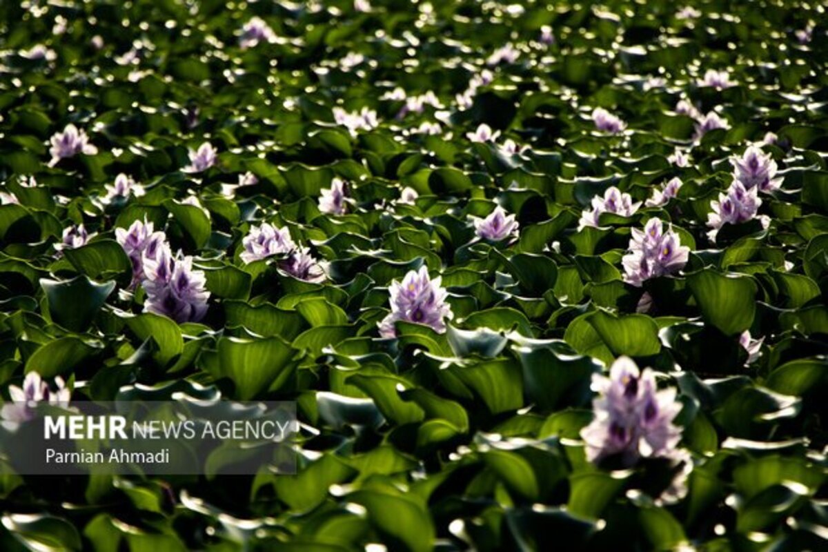 تالاب سنبل آبی بابل