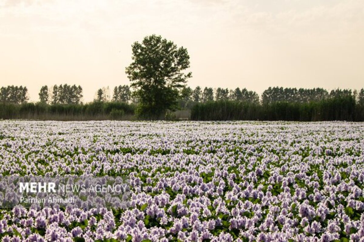 تالاب سنبل آبی بابل