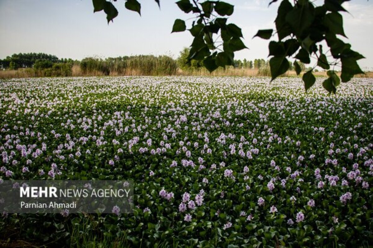 تالاب سنبل آبی بابل