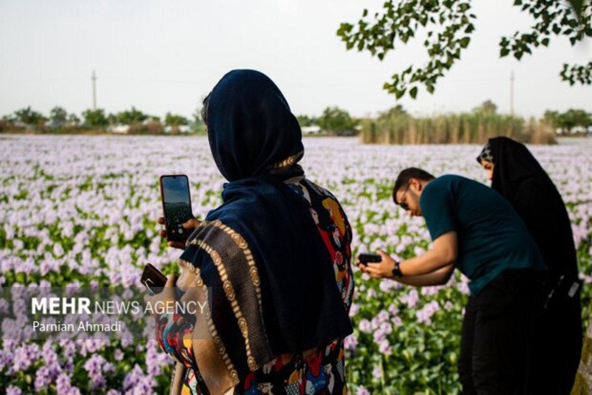 تالاب سنبل آبی بابل