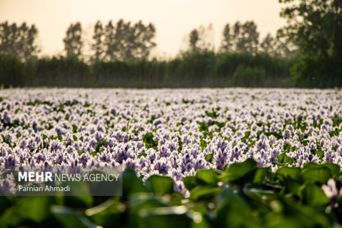 تالاب سنبل آبی بابل