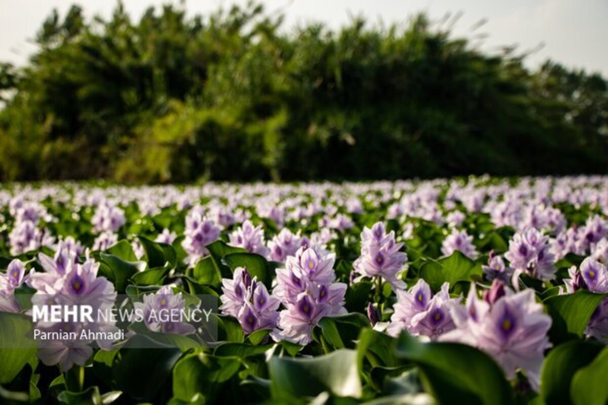 تالاب سنبل آبی بابل