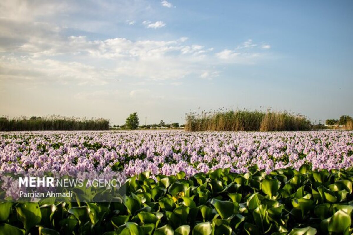 تالاب سنبل آبی بابل