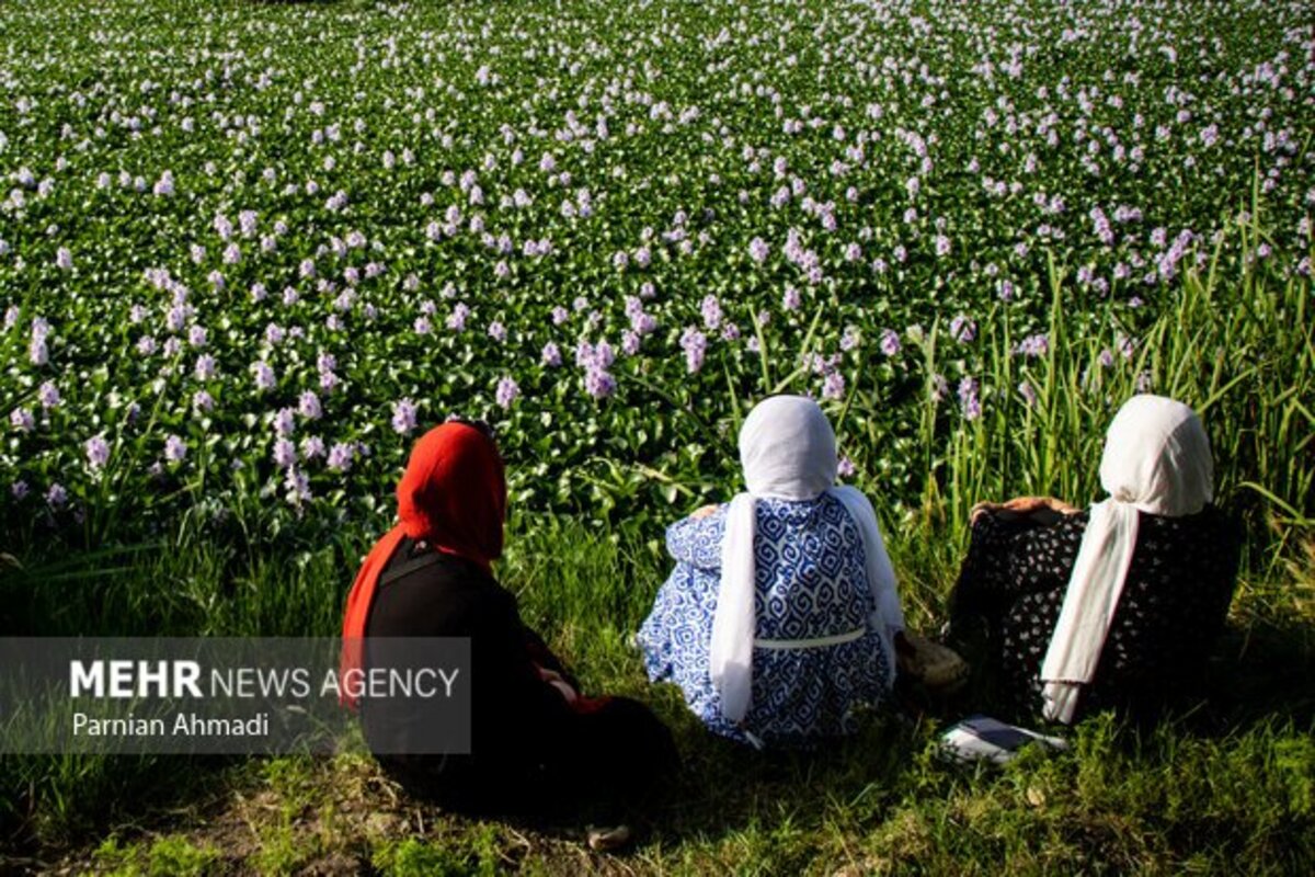 تالاب سنبل آبی بابل