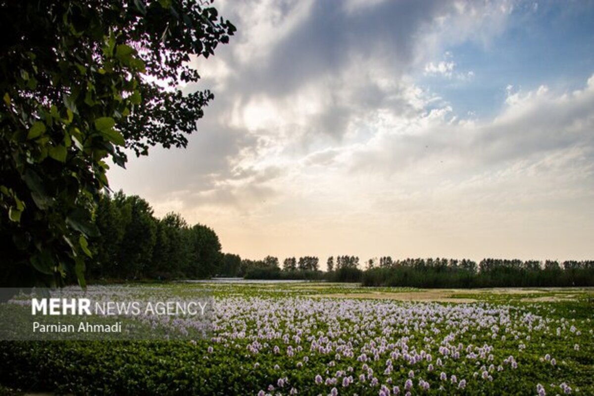 تالاب سنبل آبی بابل