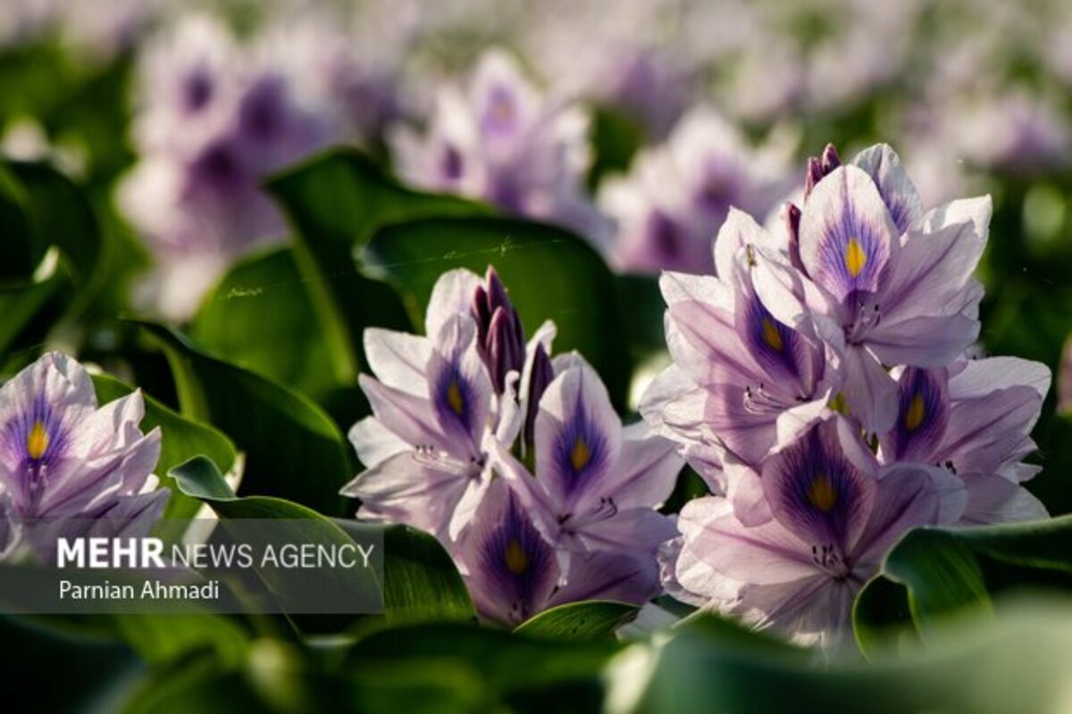 تالاب سنبل آبی بابل