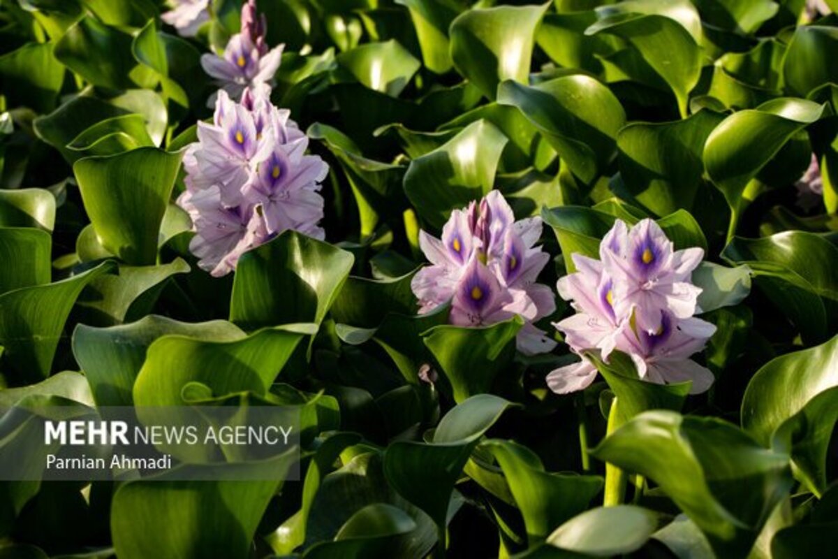 تالاب سنبل آبی بابل