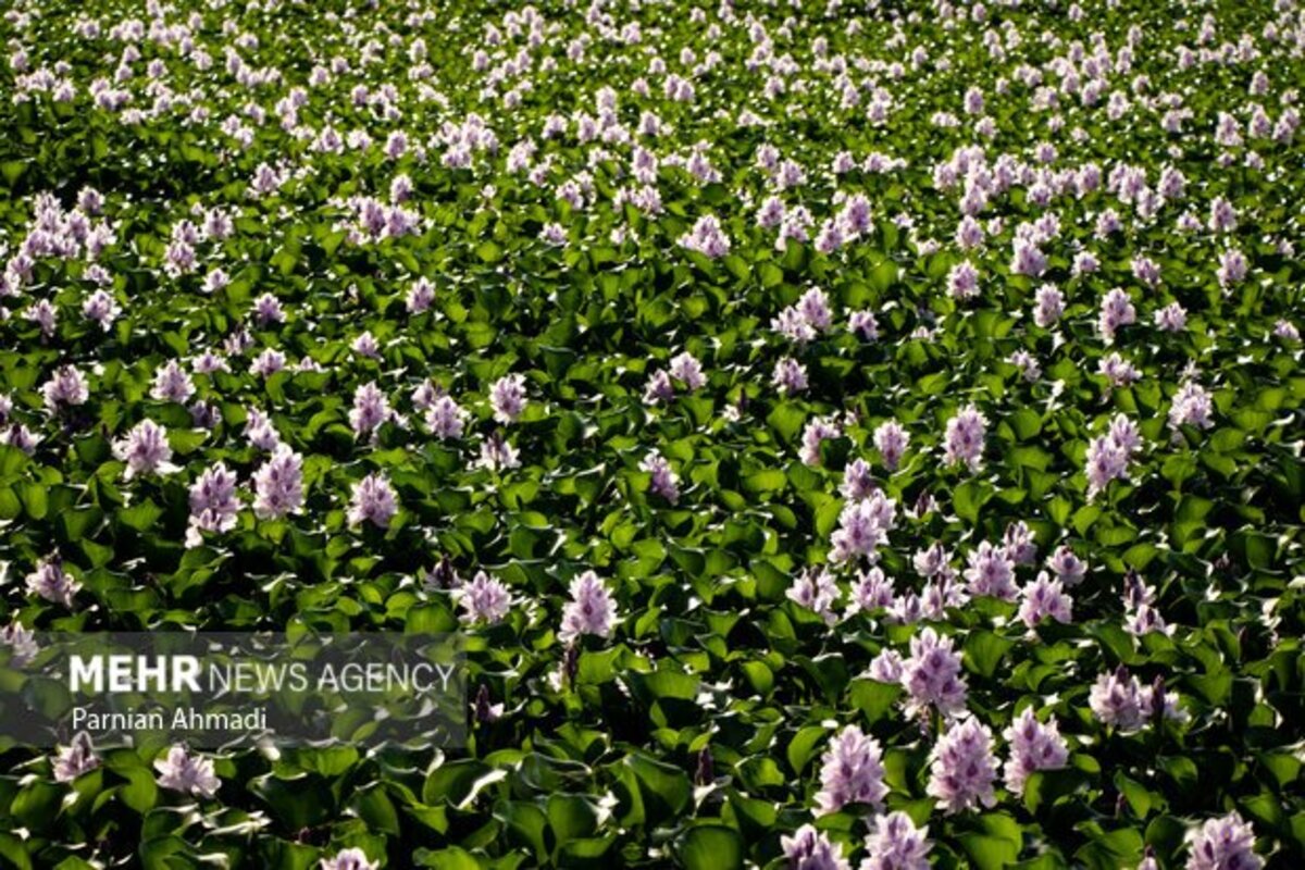 تالاب سنبل آبی بابل