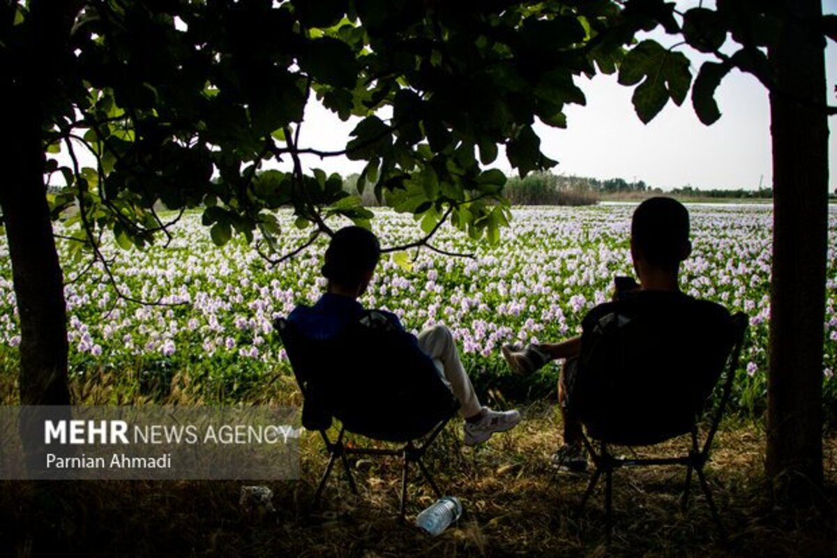 تالاب سنبل آبی بابل