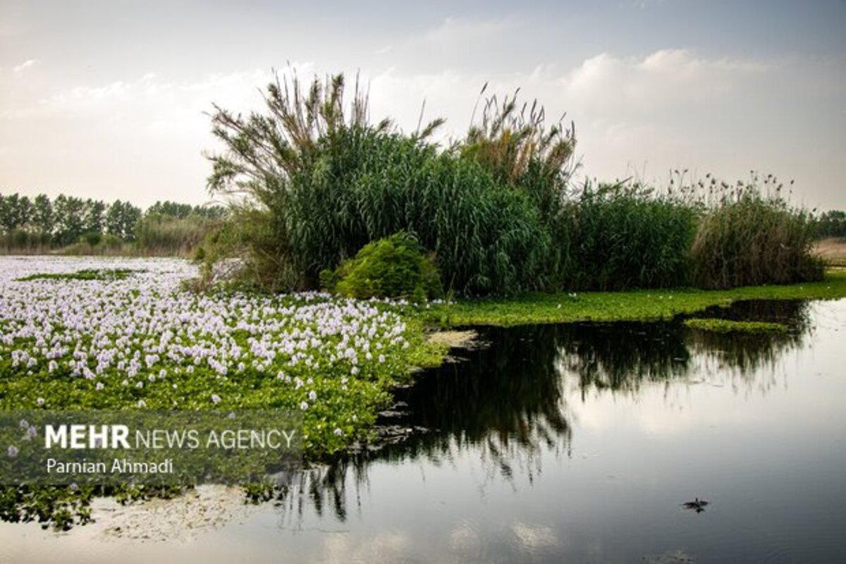 تالاب سنبل آبی بابل