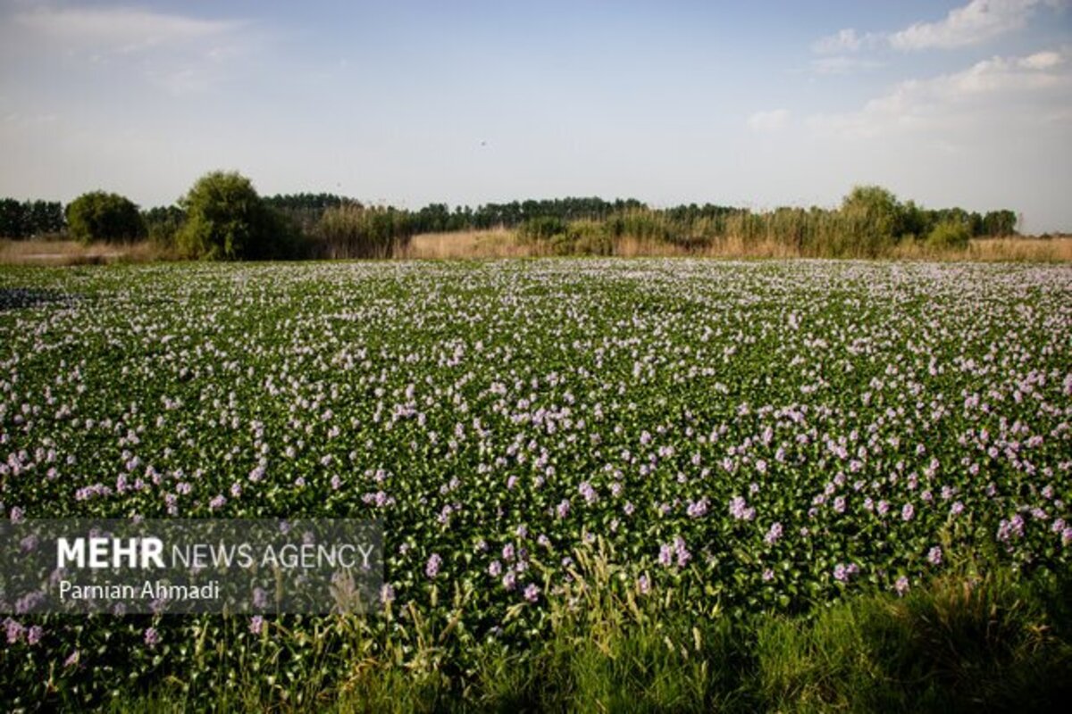 تالاب سنبل آبی بابل