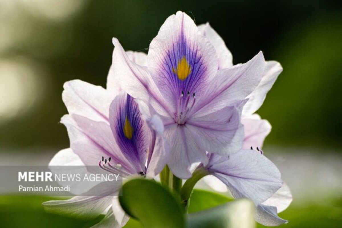 تالاب سنبل آبی بابل