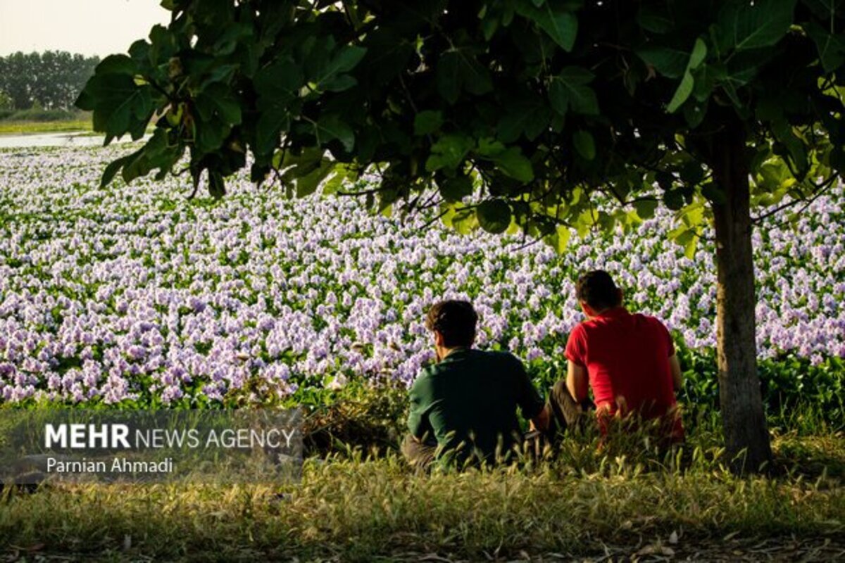 تالاب سنبل آبی بابل