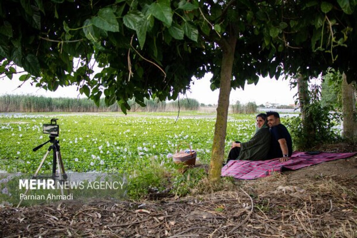 تالاب سنبل آبی بابل