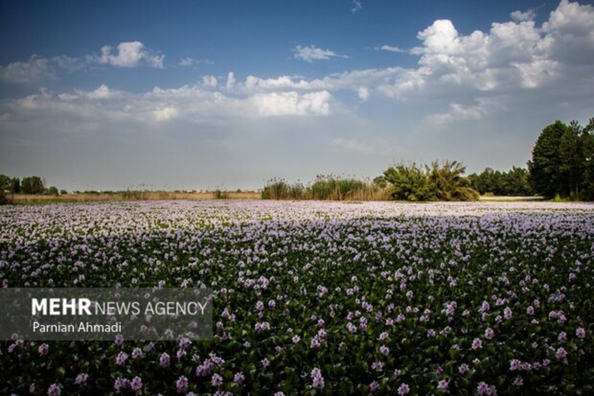 تالاب سنبل آبی بابل