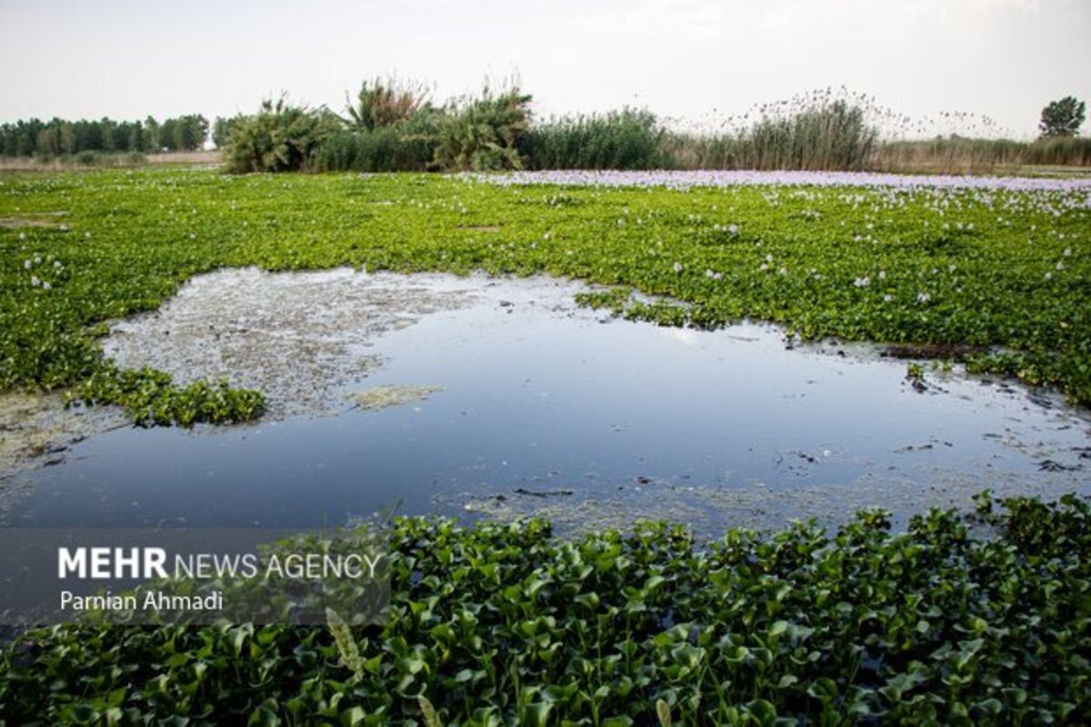 تالاب سنبل آبی بابل