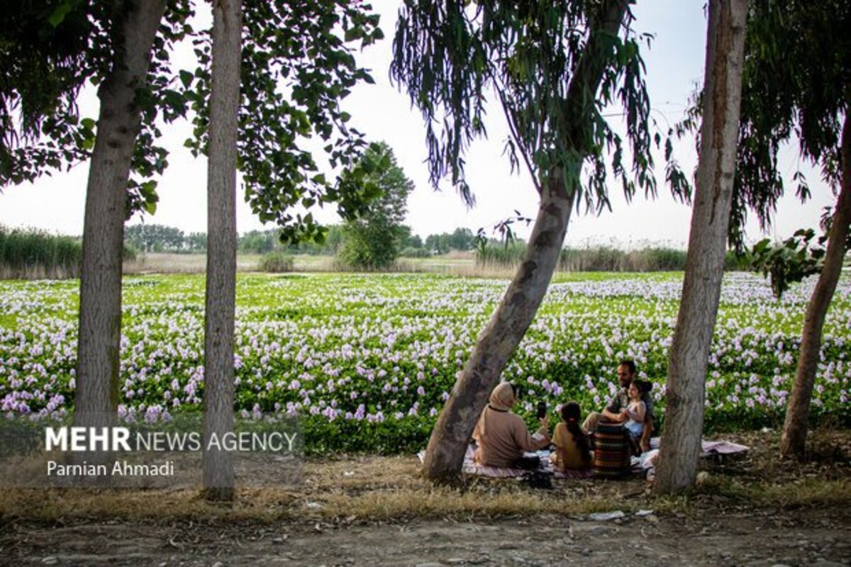 تالاب سنبل آبی بابل