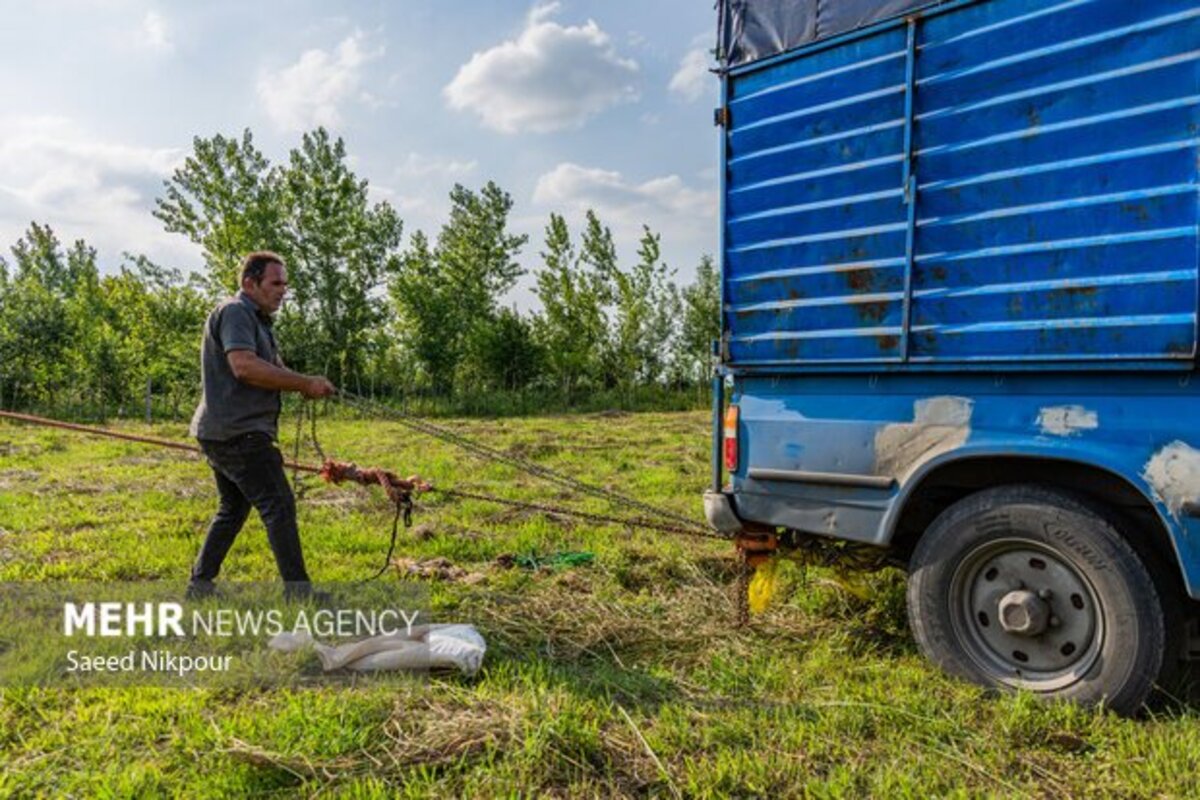 آخرین لافندبازان گیلان