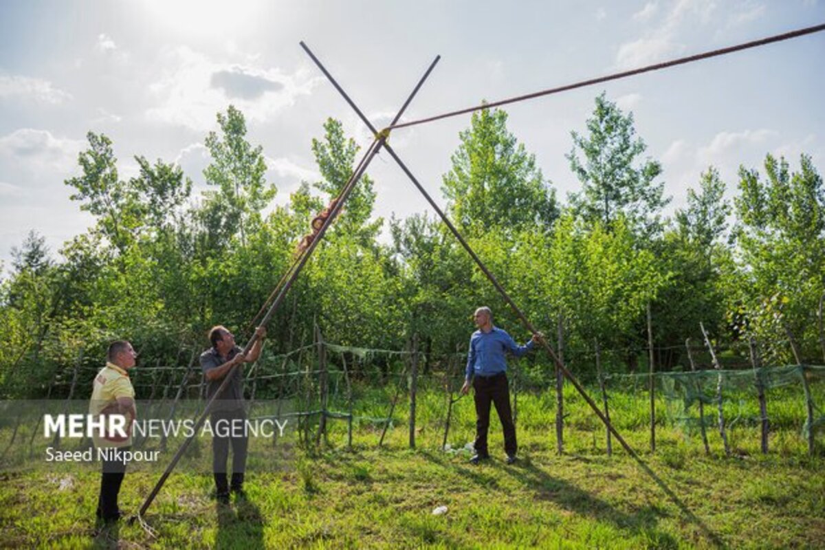 آخرین لافندبازان گیلان