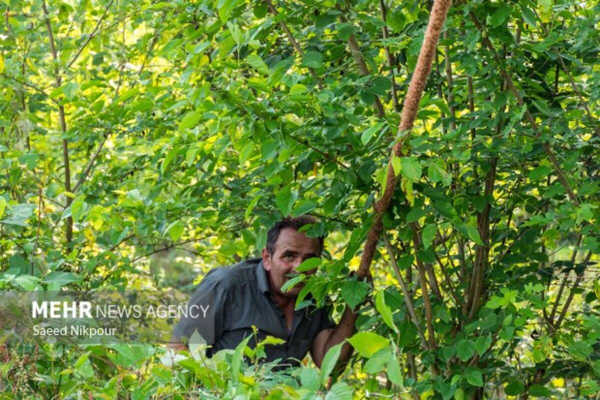 آخرین لافندبازان گیلان