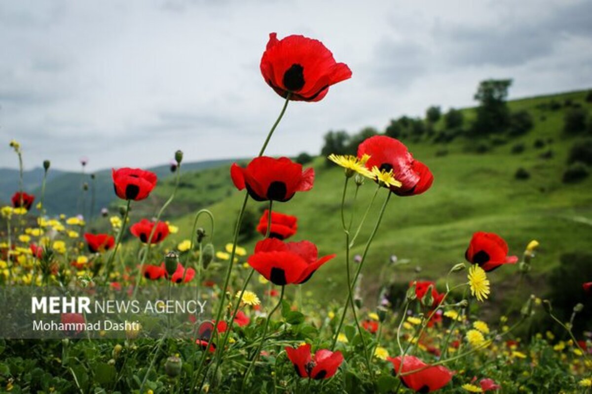 زیبایی شگفت انگیز شهرستان گرمی نگین سبز اردبیل