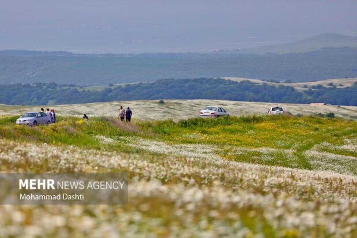 دشت گلهای بابونه جنگل فندقلو