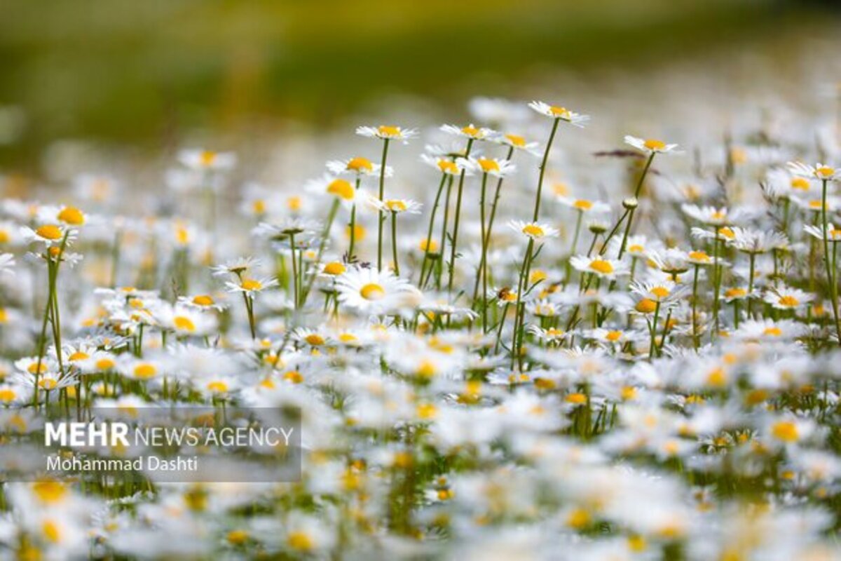 دشت گلهای بابونه جنگل فندقلو