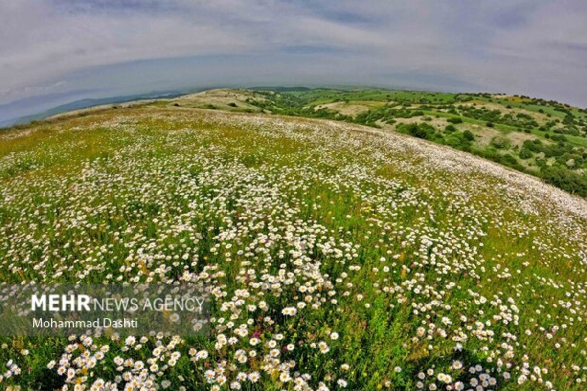 دشت گلهای بابونه جنگل فندقلو