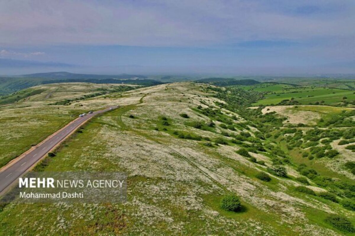 دشت گلهای بابونه جنگل فندقلو